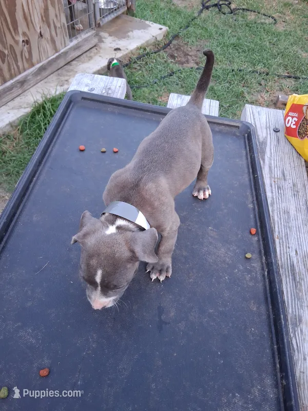 Laxs – American Pit Bull Terrier puppy for sale in Napoleonville, LA