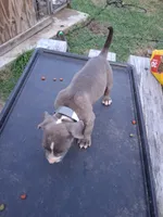 Laxs, a male American Pit Bull Terrier for sale in Napoleonville, LA – 1 of 1