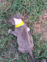 Sheba, a female American Pit Bull Terrier for sale in Napoleonville, LA – 1 of 1