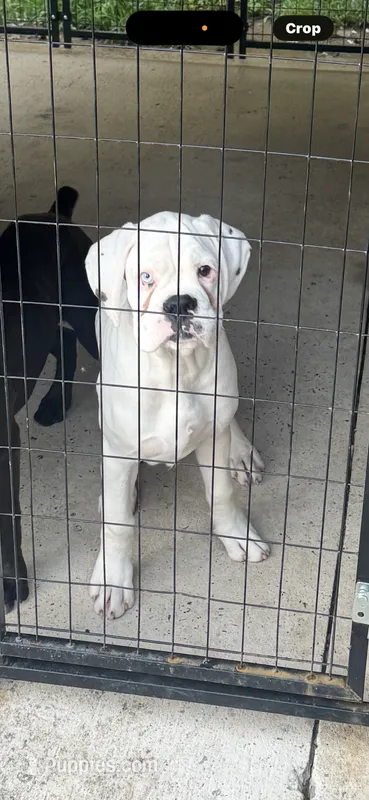 Jack Frost. ?? – Boxer puppy for sale in Cleveland, AL
