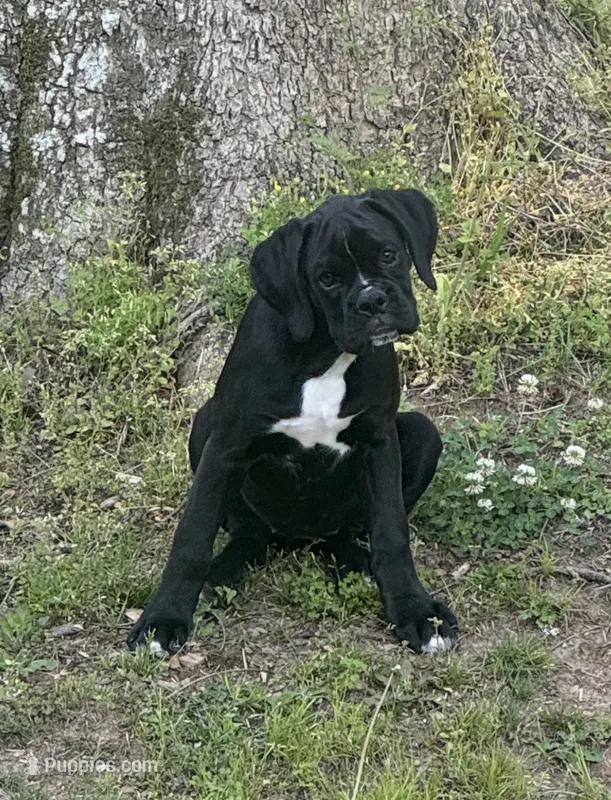 sealed, a male Boxer for sale in Cleveland, AL – 1 of 3