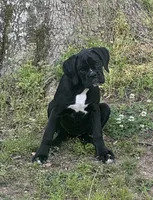 sealed, a male Boxer for sale in Cleveland, AL – 1 of 3