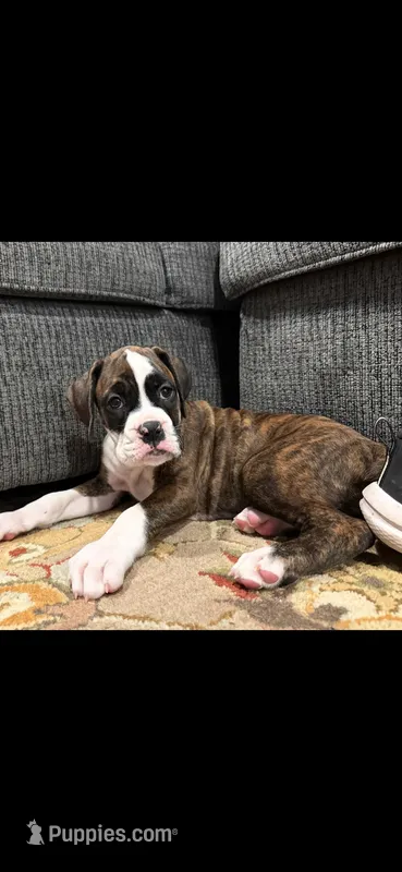 Male puppy-B, a male Boxer for sale in Cleveland, AL – Photo 1 of 2