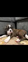 Male puppy-B, a male Boxer for sale in Cleveland, AL – Photo 1 of 2