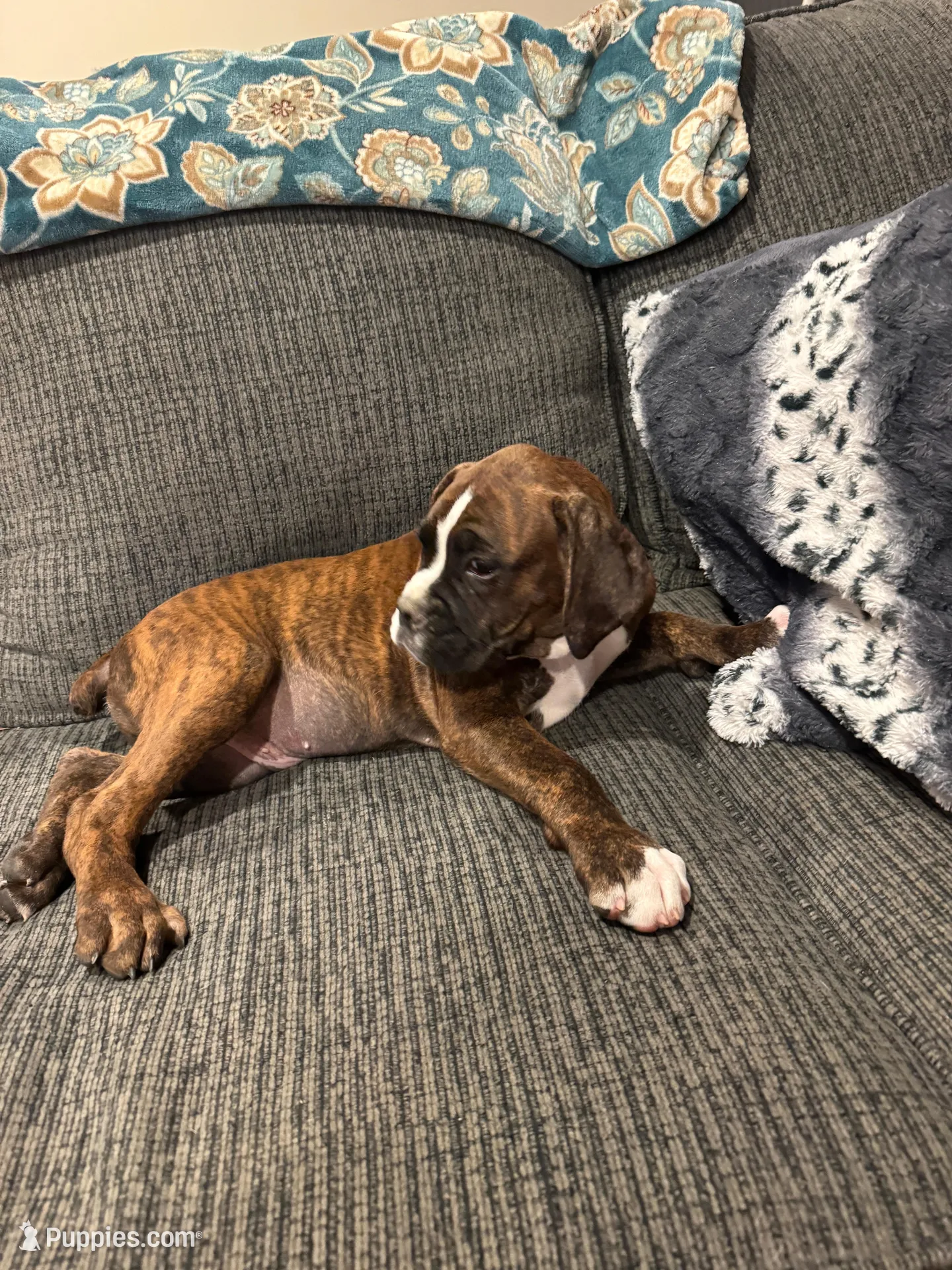 Male puppy-c – Boxer puppy for sale in Cleveland, AL