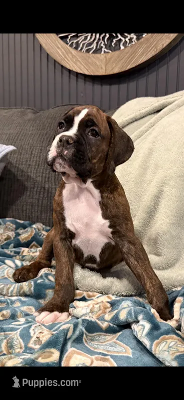 Male puppy-c – Boxer puppy for sale in Cleveland, AL