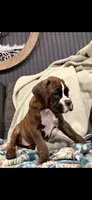 Male puppy-c, a male Boxer for sale in Cleveland, AL – Photo 2 of 2