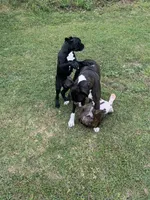 Sealed, a male Boxer for sale in Cleveland, AL – Photo 2 of 2