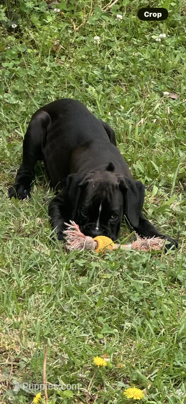 Sealed – Boxer puppy for sale in Cleveland, AL