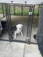 sealed, a male Boxer for sale in Cleveland, AL – 2 of 3
