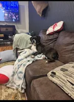 Jack Frost. ??, a male Boxer for sale in Cleveland, AL – 4 of 4