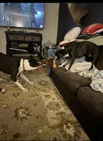 Jack Frost. ??, a male Boxer for sale in Cleveland, AL – 2 of 4