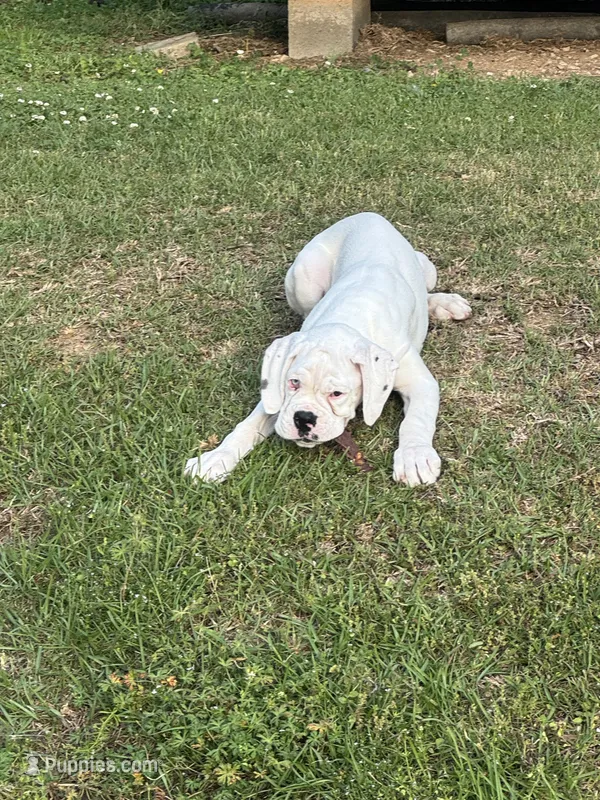 Jack Frost. ?? – Boxer puppy for sale in Cleveland, AL
