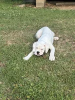 Jack Frost. ??, a male Boxer for sale in Cleveland, AL – 1 of 4
