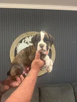 Male puppy-A, a male Boxer for sale in Cleveland, AL – Photo 1 of 2
