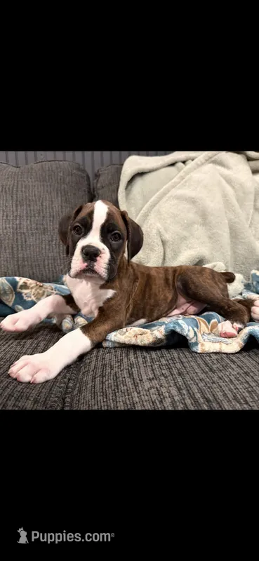 Male puppy-A – Boxer puppy for sale in Cleveland, AL