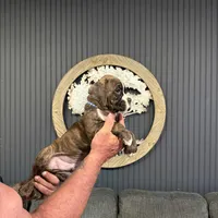 Male puppy-A, a male Boxer for sale in Cleveland, AL – Photo 2 of 2