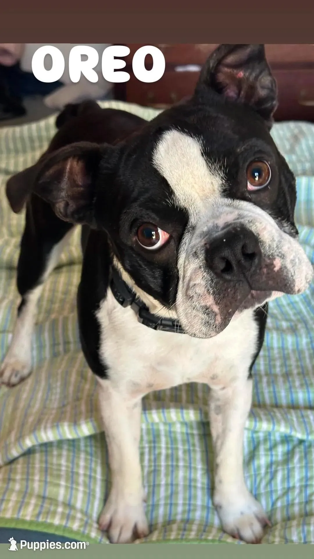 OREO – Boston Terrier puppy for sale in Santa Rosa, CA