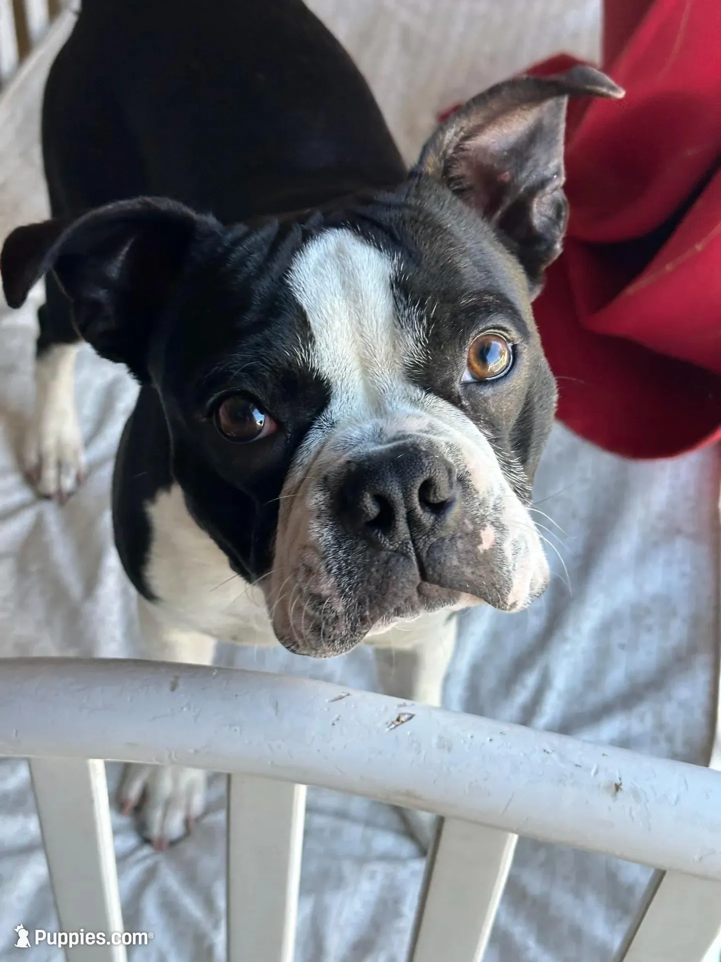 OREO, a male Boston Terrier for sale in Santa Rosa, CA – Photo 3 of 3