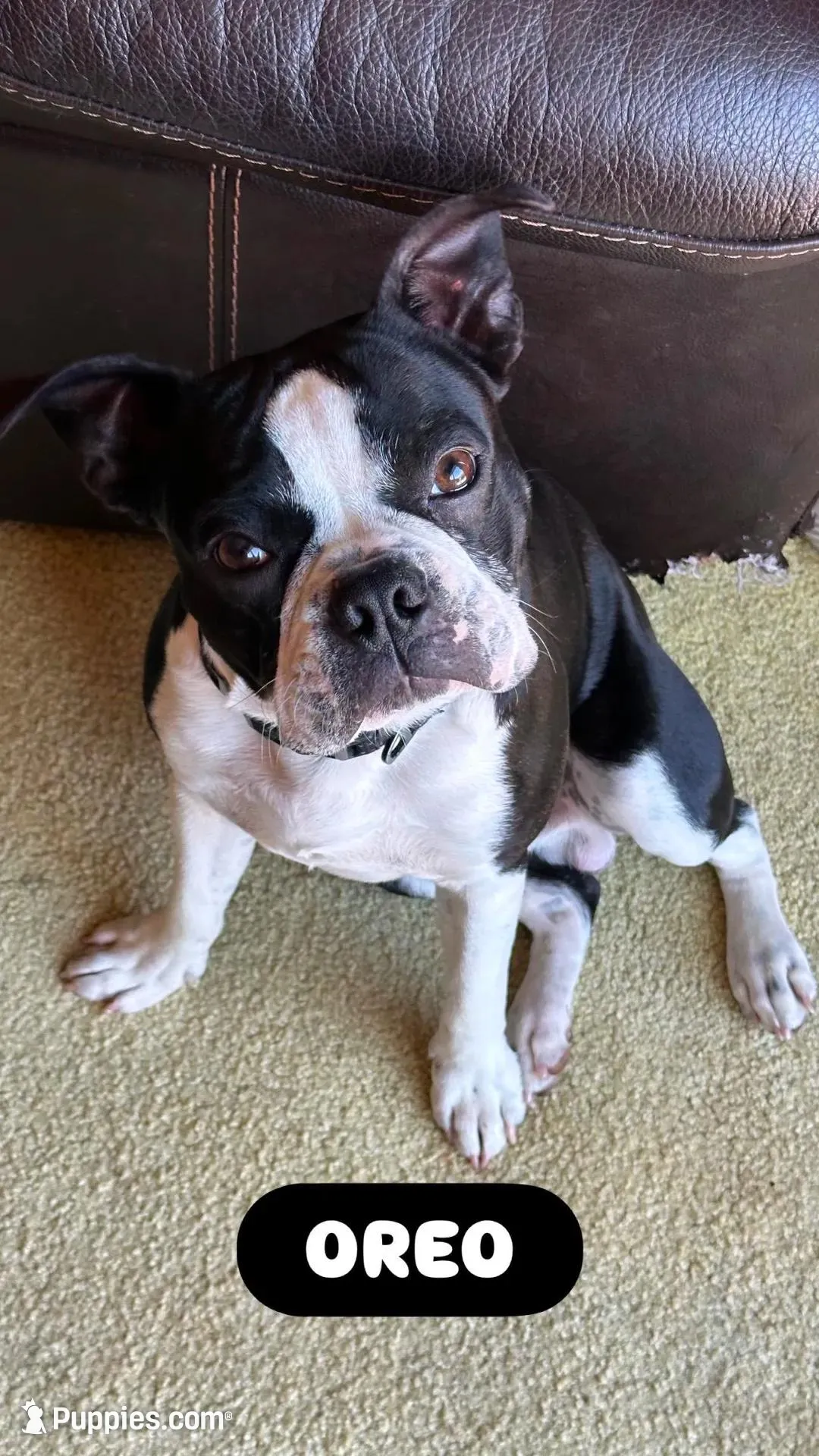 OREO, a male Boston Terrier for sale in Santa Rosa, CA – Photo 2 of 3