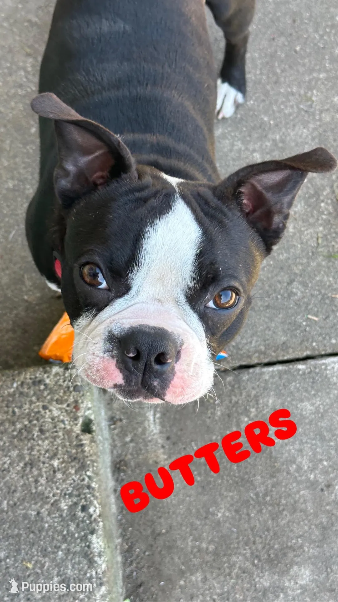 BUTTERS – Boston Terrier puppy for sale in Santa Rosa, CA