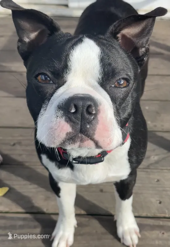 BUTTERS – Boston Terrier puppy for sale in Santa Rosa, CA