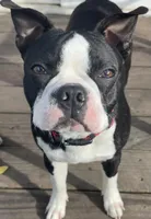 BUTTERS, a male Boston Terrier for sale in Santa Rosa, CA – Photo 1 of 5