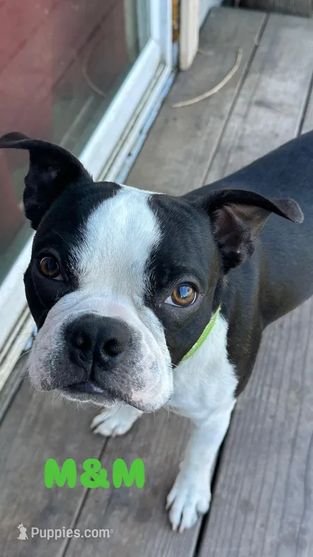 M&M – Boston Terrier puppy for sale in Santa Rosa, CA