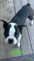 M&M, a male Boston Terrier for sale in Santa Rosa, CA – Photo 2 of 3
