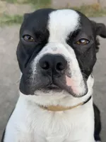 SNICKERS , a male Boston Terrier for sale in Santa Rosa, CA – Photo 3 of 6