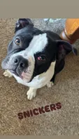 SNICKERS , a male Boston Terrier for sale in Santa Rosa, CA – Photo 5 of 6
