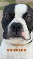 SNICKERS , a male Boston Terrier for sale in Santa Rosa, CA – Photo 1 of 6