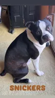 SNICKERS , a male Boston Terrier for sale in Santa Rosa, CA – Photo 6 of 6