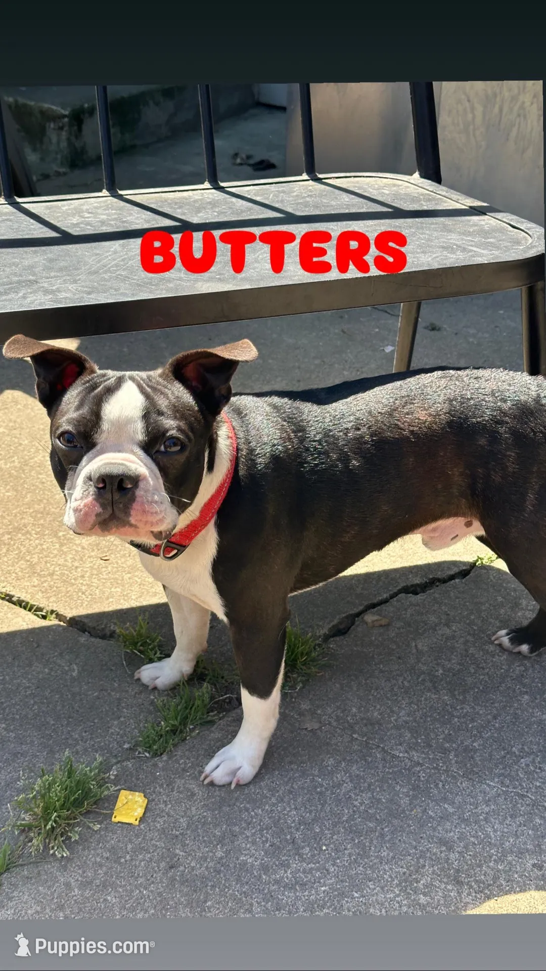 BUTTERS, a male Boston Terrier for sale in Santa Rosa, CA – Photo 3 of 4