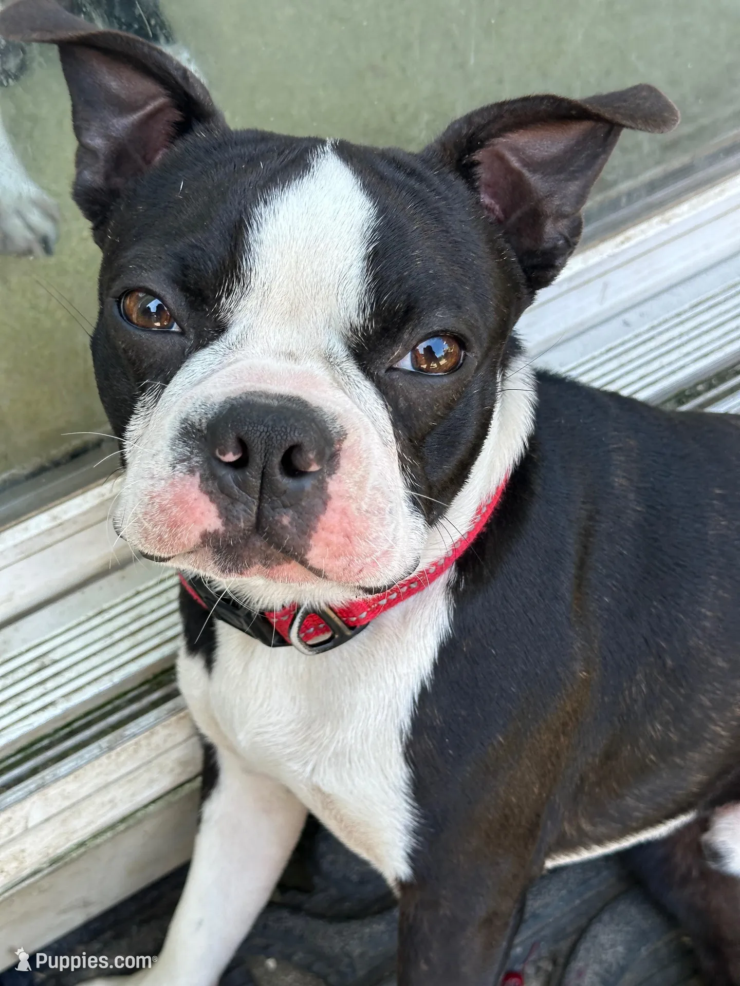 BUTTERS, a male Boston Terrier for sale in Santa Rosa, CA – Photo 4 of 4