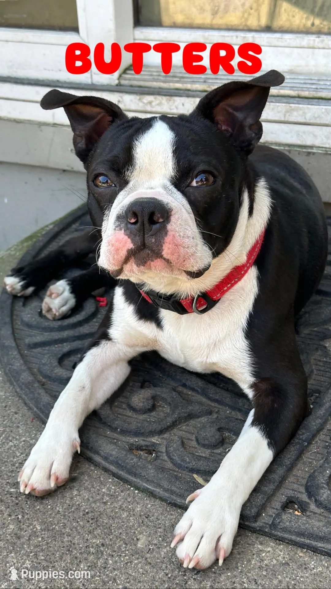 BUTTERS, a male Boston Terrier for sale in Santa Rosa, CA – Photo 2 of 4