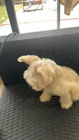 Cinnamon , a male Miniature Schnauzer for sale in Ruskin, FL – 9 of 9
