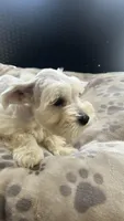 Snow White , a male Miniature Schnauzer for sale in Ruskin, FL – Photo 7 of 10