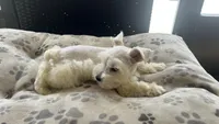 Snow White , a male Miniature Schnauzer for sale in Ruskin, FL – Photo 10 of 10