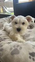 Snow White , a male Miniature Schnauzer for sale in Ruskin, FL – Photo 2 of 10