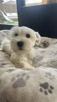 Snow White , a male Miniature Schnauzer for sale in Ruskin, FL – Photo 6 of 10