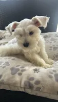 Snow White , a male Miniature Schnauzer for sale in Ruskin, FL – Photo 3 of 10
