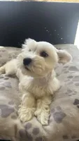 Snow White , a male Miniature Schnauzer for sale in Ruskin, FL – Photo 4 of 10
