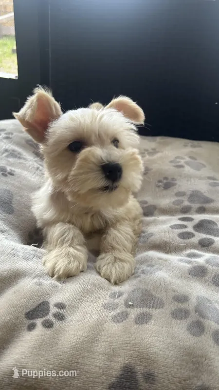 Cinnamon , a male Miniature Schnauzer for sale in Ruskin, FL – Photo 1 of 9