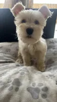 Cinnamon , a male Miniature Schnauzer for sale in Ruskin, FL – Photo 5 of 9