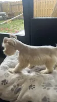 Cinnamon , a male Miniature Schnauzer for sale in Ruskin, FL – Photo 9 of 9
