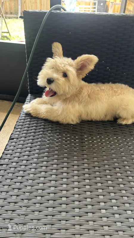Cinnamon  – Miniature Schnauzer puppy for sale in Ruskin, FL