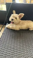 Cinnamon , a male Miniature Schnauzer for sale in Ruskin, FL – 5 of 9