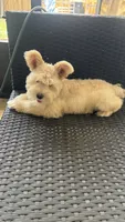 Cinnamon , a male Miniature Schnauzer for sale in Ruskin, FL – 6 of 9