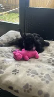 Shadow , a female Miniature Schnauzer for sale in Ruskin, FL – Photo 3 of 5
